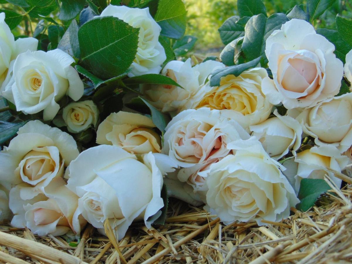 Fleurs De Brenne Gite Neuillé-le-Lierre Exterior foto